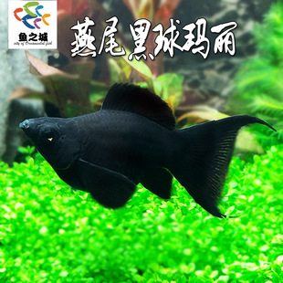 玛丽皮球鱼胎生鱼燕尾黑球玛丽鱼球形玛丽鱼生仔产仔鱼热带观赏鱼
