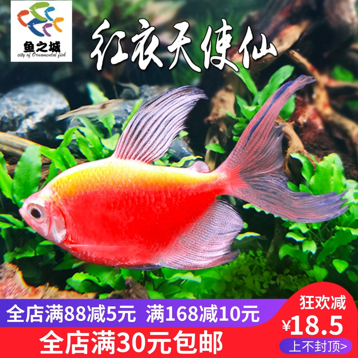 红衣天使仙长尾巴天使鱼观赏鱼金鱼活鱼淡水热带鱼翡翠斑马好养