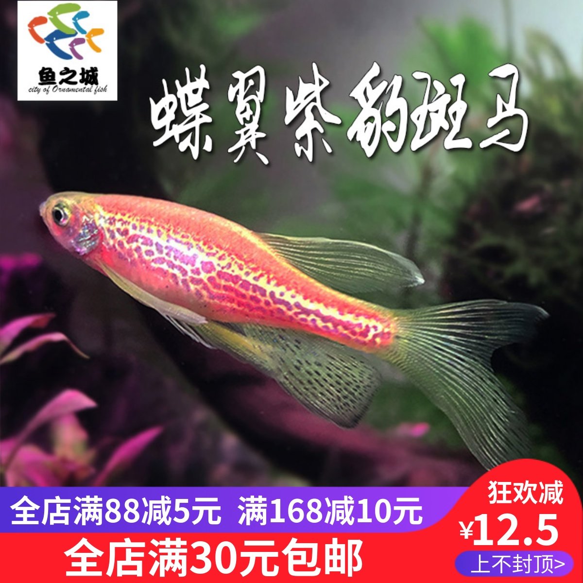 鱼之城蝶翼紫豹斑马鱼长尾紫斑马长翅仙子鱼新品种热带观赏鱼活体