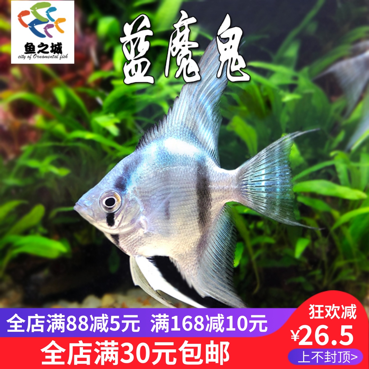 神仙鱼蓝魔鬼蓝魔仙燕鱼金仙七彩神仙水族热带鱼淡水观赏鱼活体