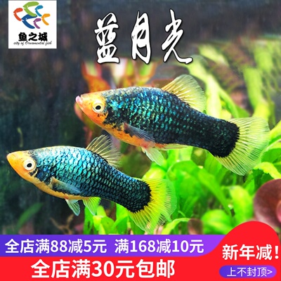 鱼之城蓝月光热带鱼直接产仔
