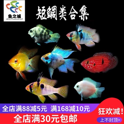 迷你鹦鹉金蓝荷兰波子皮卡丘