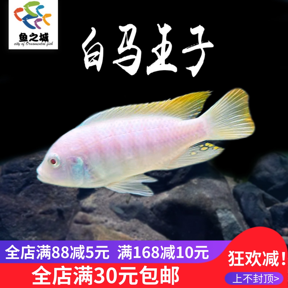 白马王子三湖慈鲷鱼观赏鱼