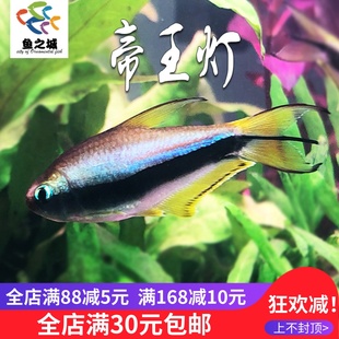 帝王灯鱼黑彩虹黄金蓝帝王灯巴氏丝尾脂鲤三叉尾鱼热带观赏鱼淡水