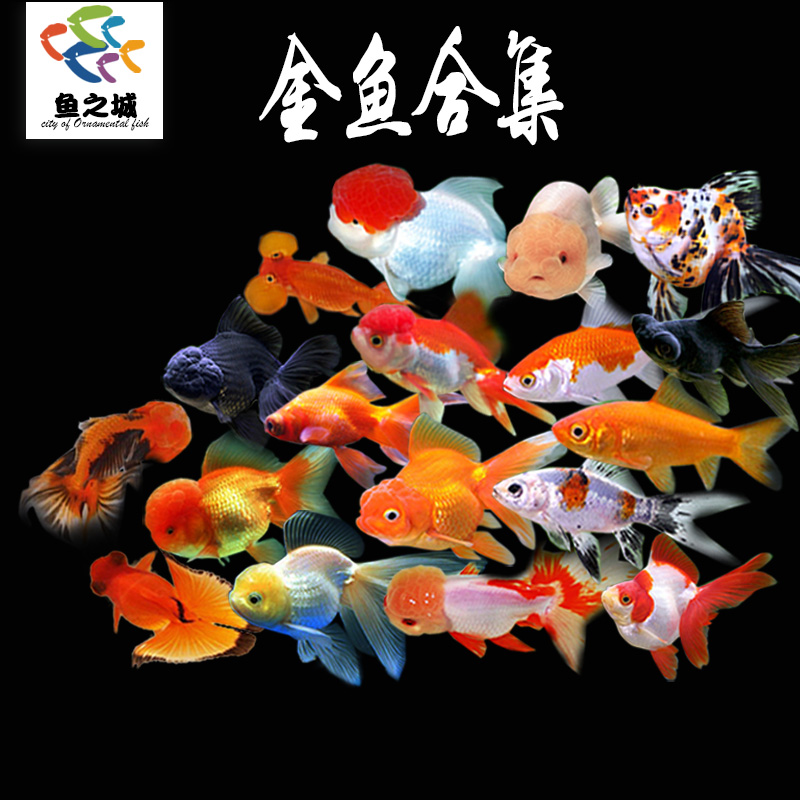 金鱼合集 活体金鱼苗淡水冷水鱼新手观赏鱼兰寿珍珠蝶尾红狮金鱼