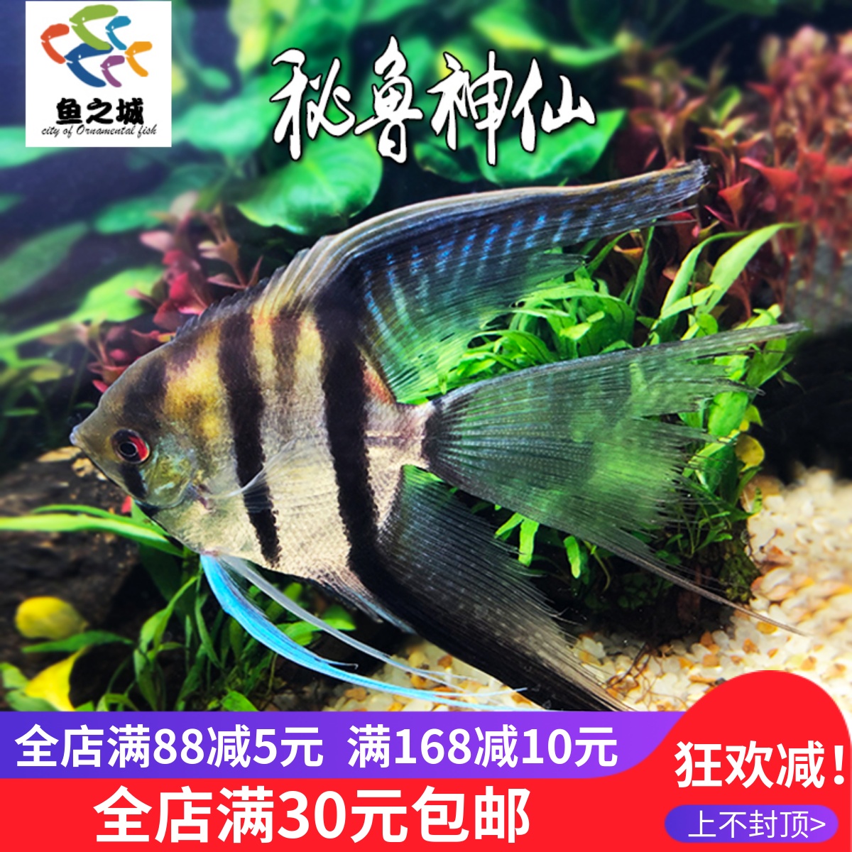 秘鲁神仙鱼活体三色金仙红蓝魔鬼