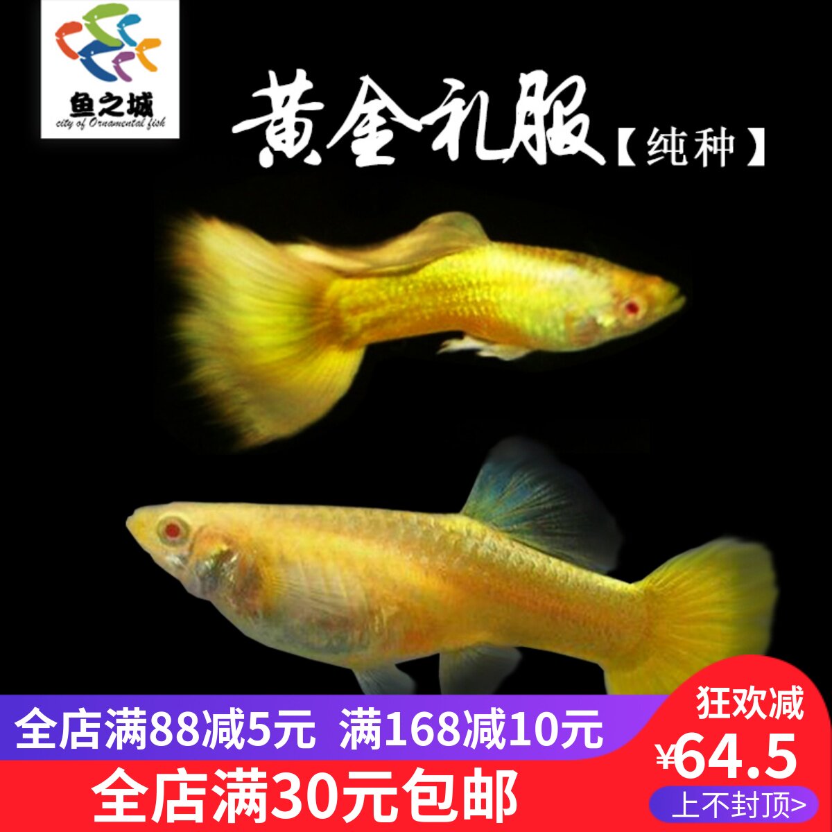 鱼之城纯种黄金礼服孔雀鱼金色孔雀鱼白子黄金礼服黄礼服白子活体