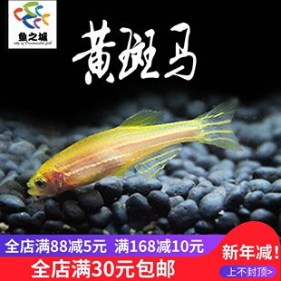 黄斑马鱼青苹果荧光斑马鱼红绿灯鱼小型活鱼冷水鱼热带观赏鱼好养