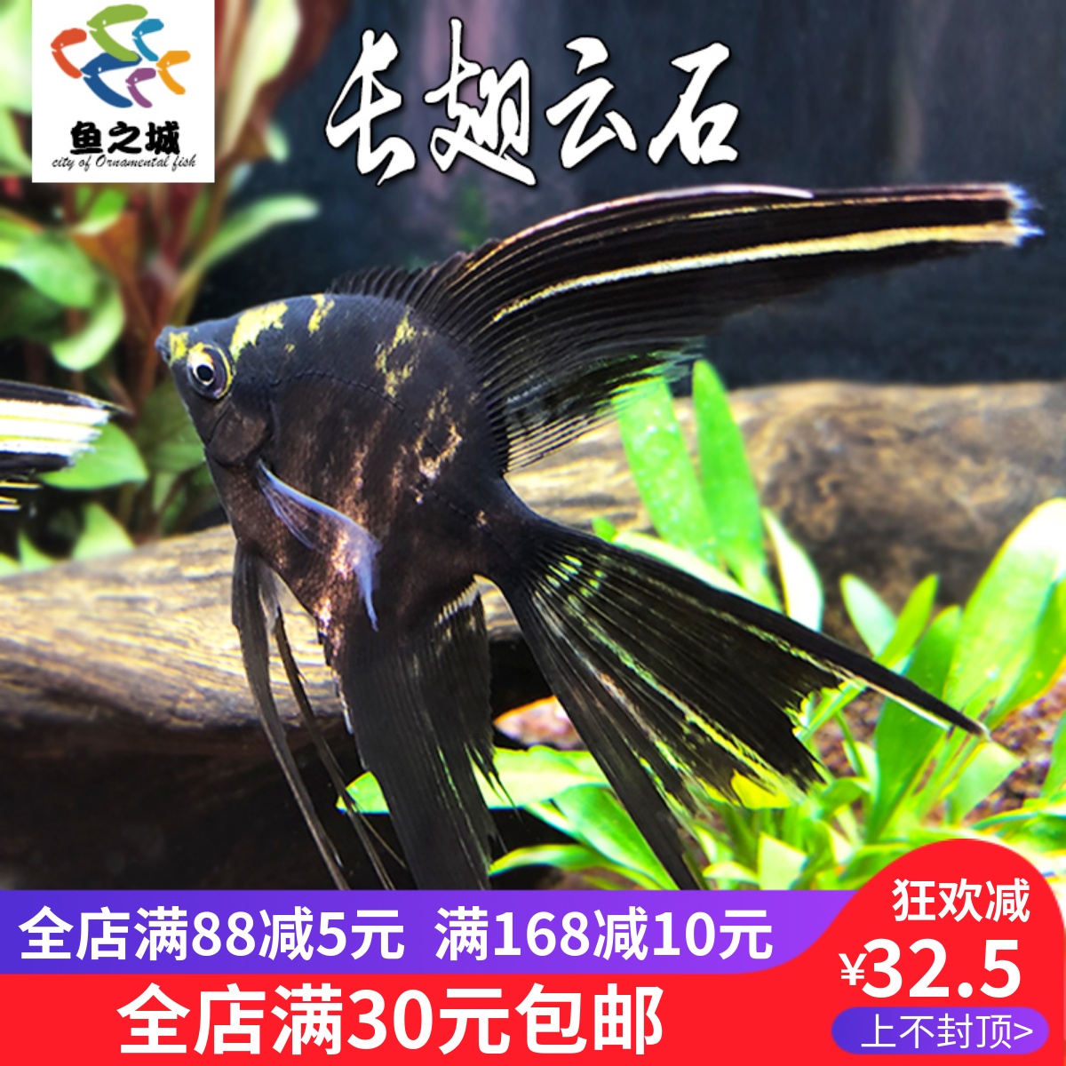 神仙鱼长翅云石仙活鱼大型燕鱼秘鲁三色热带鱼观赏鱼淡水七彩神仙