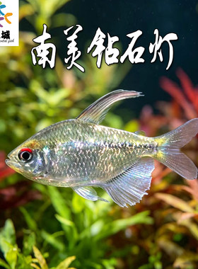 南美钻石灯草缸群游灯鱼新手淡水