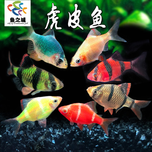 四间绿宝石金虎皮鱼耐养热带鱼