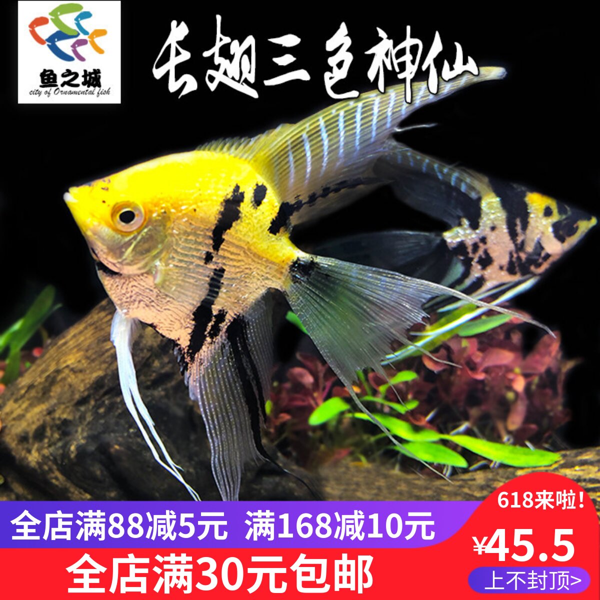 长翅三色神仙鱼活体水族热带鱼观赏鱼燕鱼秘鲁七彩红头玻璃白神仙