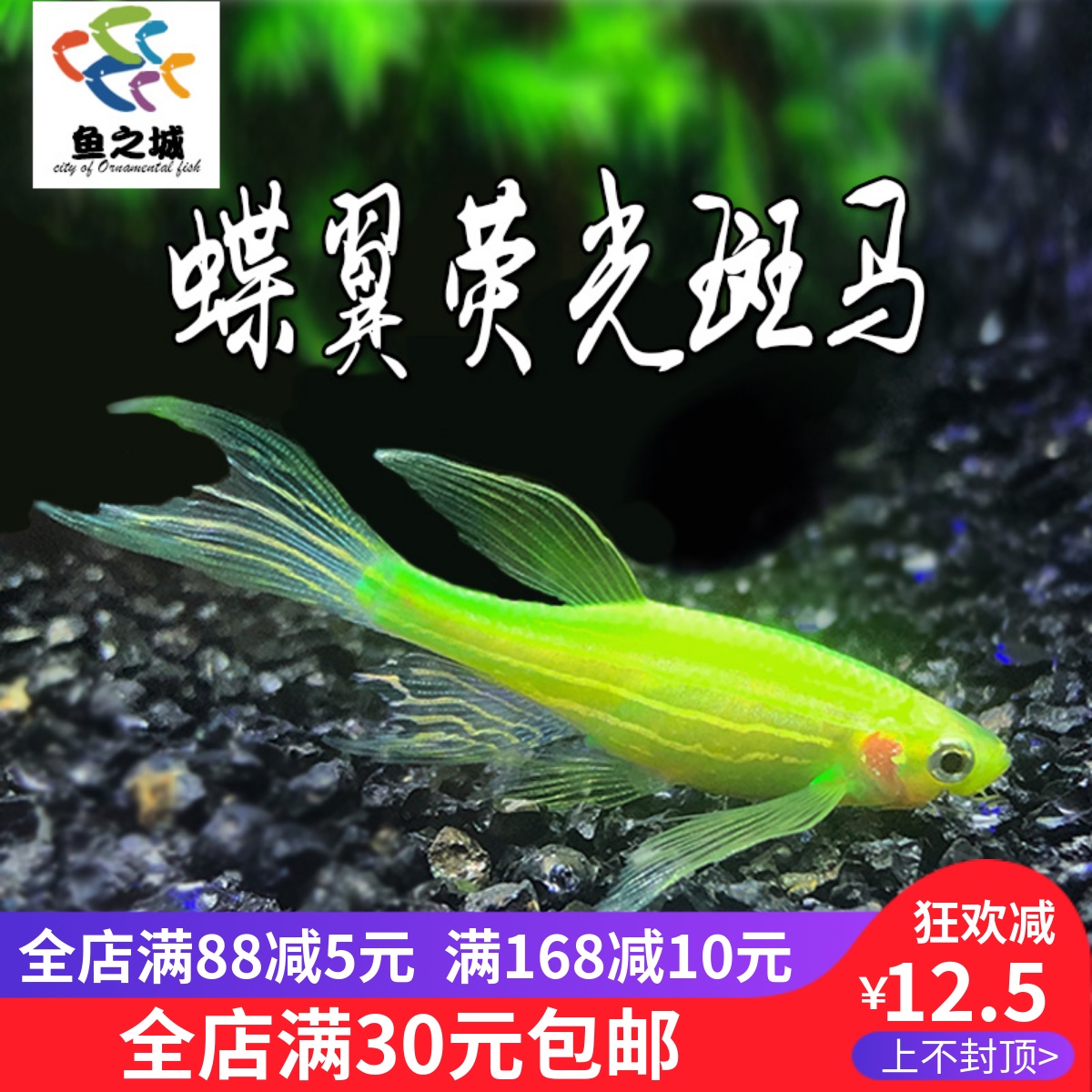 斑马鱼观赏鱼蝶翼长尾荧光斑马鱼转基因荧光鱼新品热带观赏鱼活体