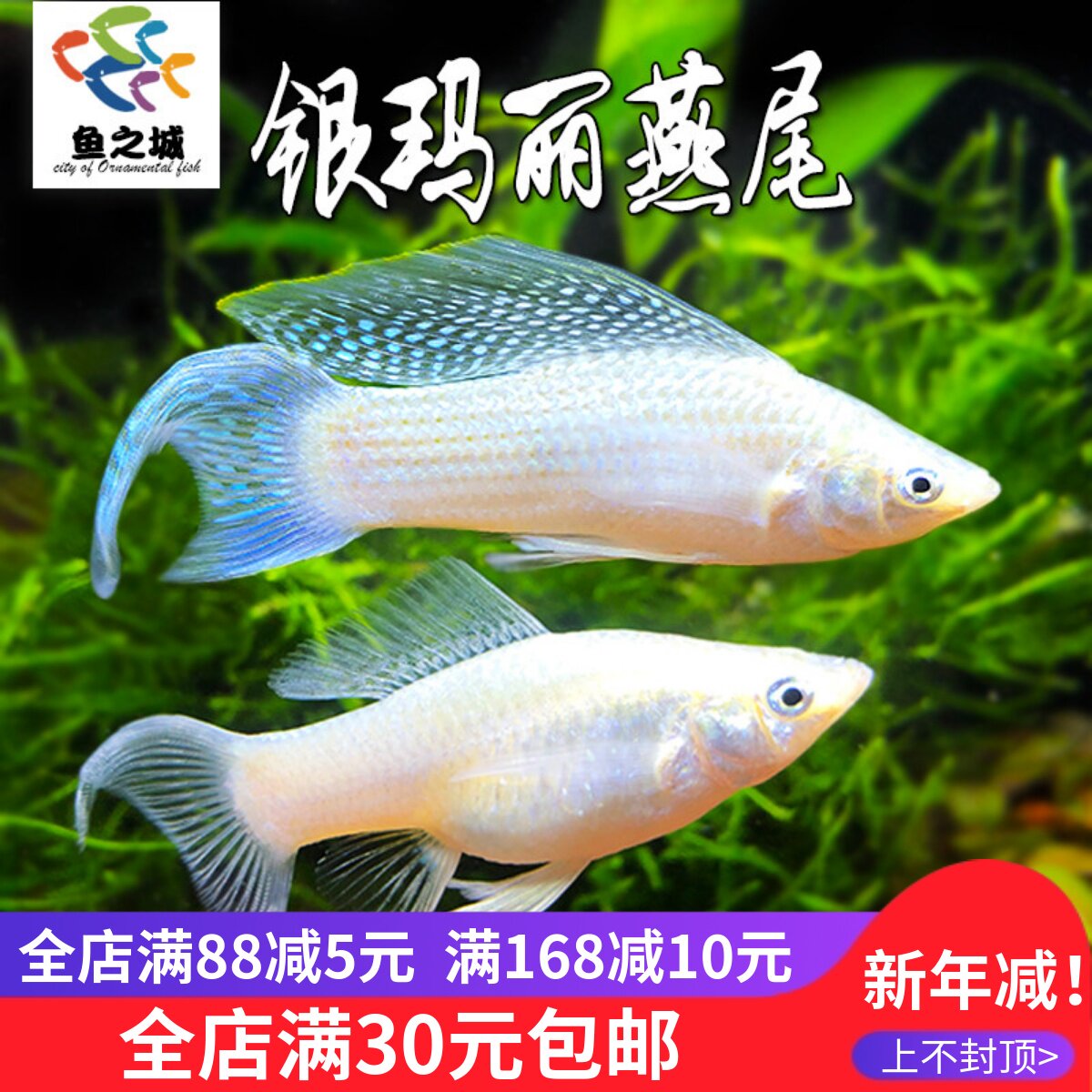 银玛丽燕尾胎生鱼水族鱼缸观赏鱼热带鱼淡水活鱼金玛丽红绿灯鱼