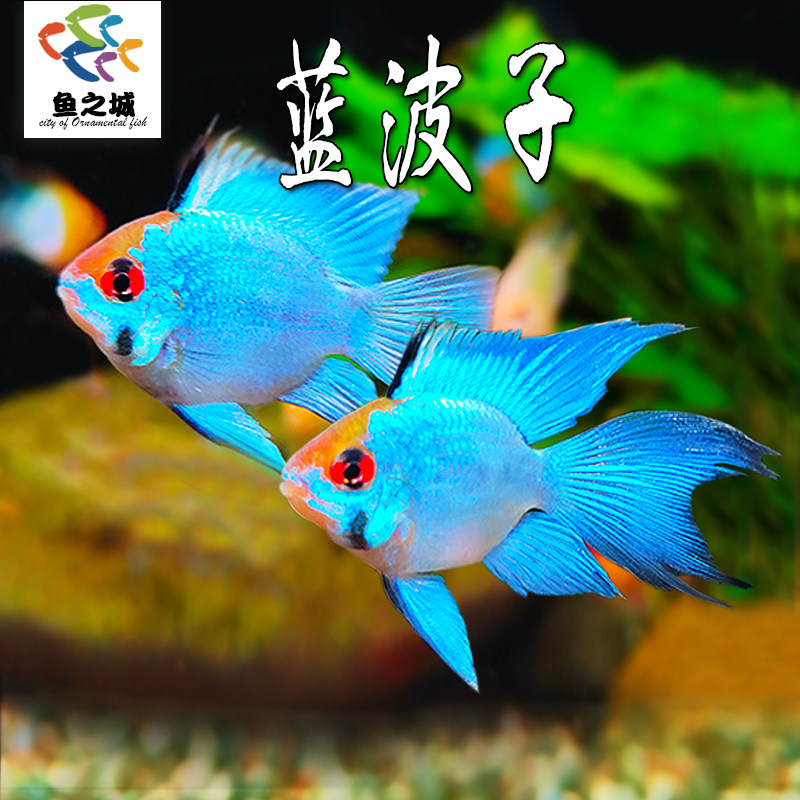 蓝波子阿凡达鱼活体好养短鲷鱼图片