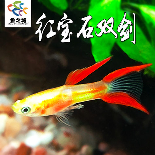 孔雀鱼活鱼红宝石双剑燕尾双尾鱼