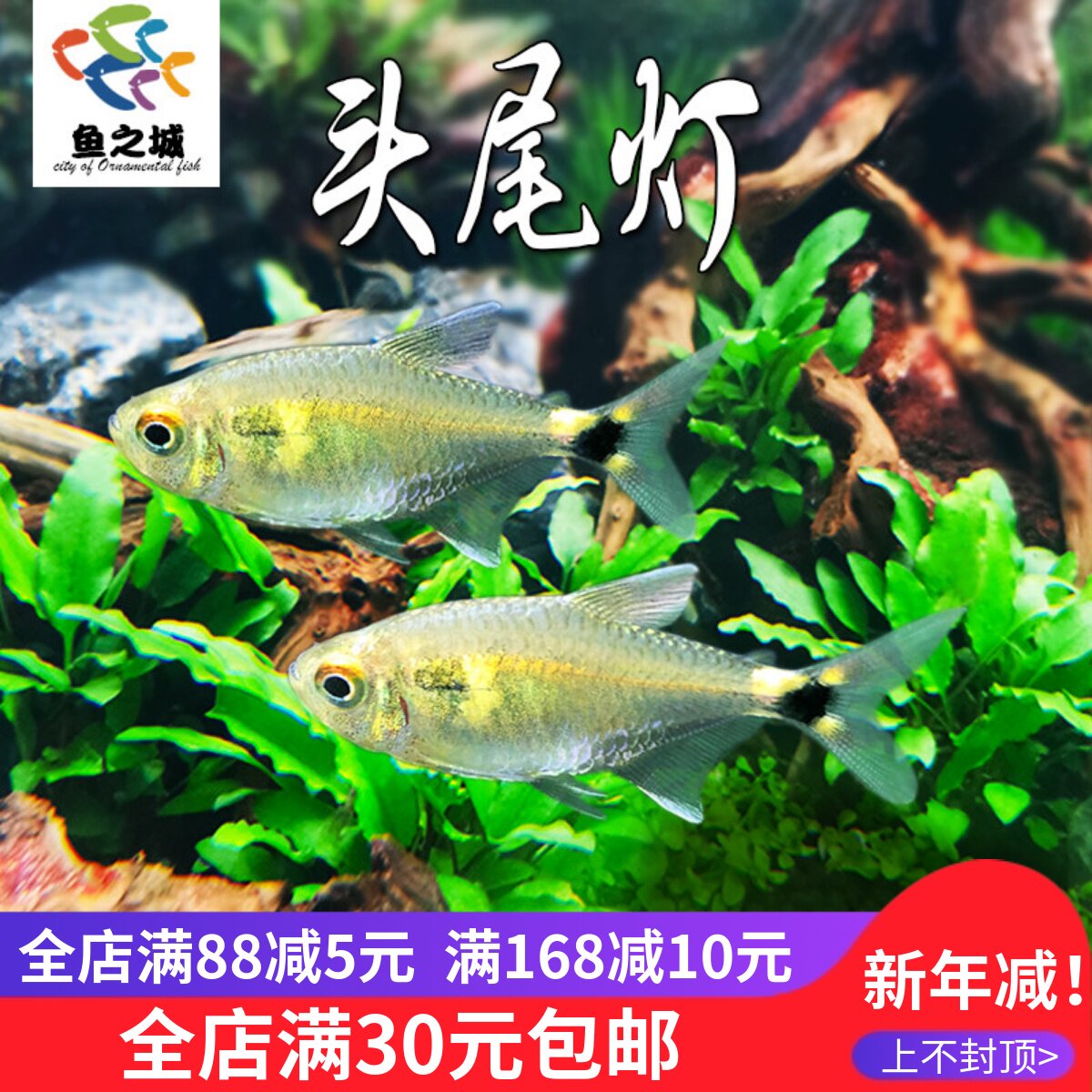 头尾灯灯科鱼草缸群游鱼红绿灯黑尾大勾水族新手好养热带鱼淡水