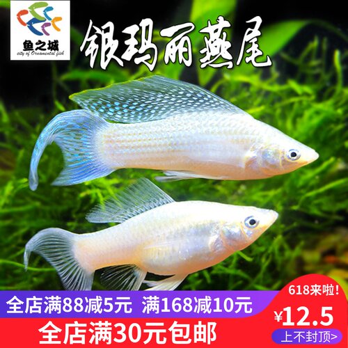 银玛丽燕尾热带鱼胎生鱼