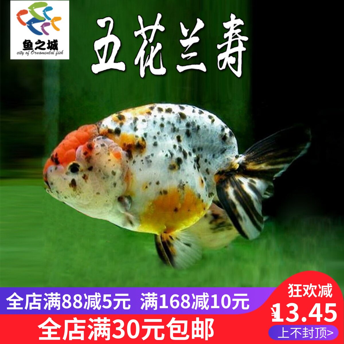 五花兰寿金鱼红白黑玉兔兰寿观赏鱼活体冷水淡水好养耐活鱼苗包活