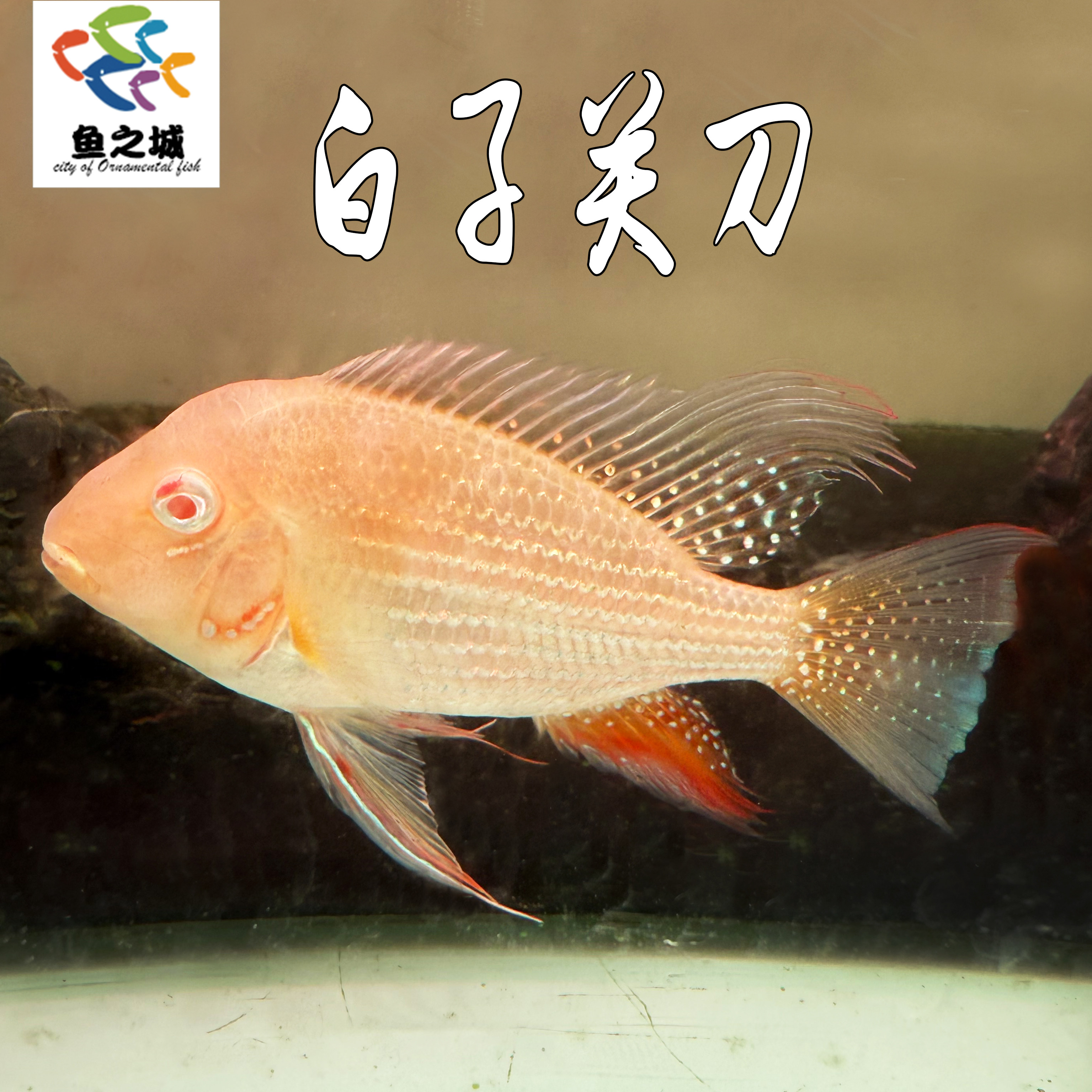 白子关刀鱼南美慈鲷鱼热带鱼淡水食土鲷中大型鱼元宝凤凰鱼皇冠鱼