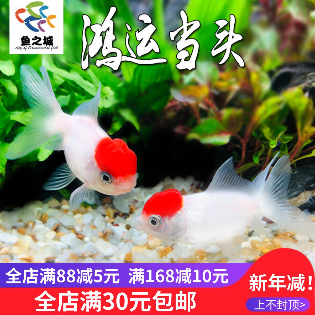 金鱼活鱼鸿运当头金鱼鹤顶红红帽冷水鱼耐活好养金鱼活体观赏鱼