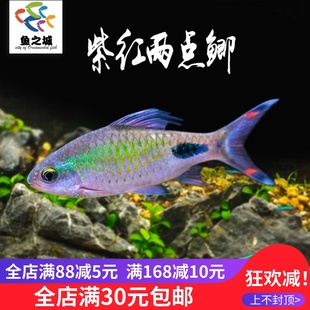 紫红两点鲫热带鱼观赏鱼彩虹钻石鲫黑影道人淡水草缸小型鱼活体