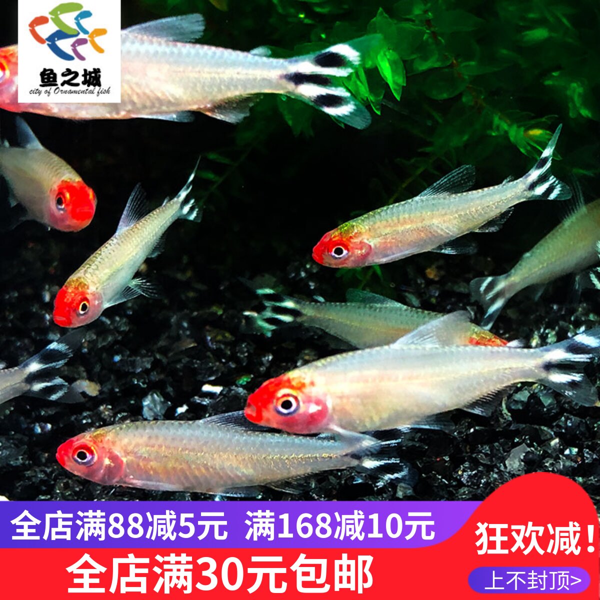 鱼之城红鼻剪刀鱼苗大号白金红鼻子剪刀尾小型热带群游观赏鱼