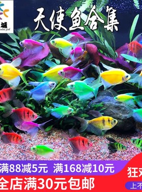 鱼之城天使鱼彩虹荧光天使多彩群鱼新手好养红黄蓝荧光绿衣天使鱼