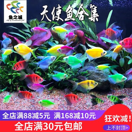 天使鱼彩群鱼红黄蓝荧光绿衣