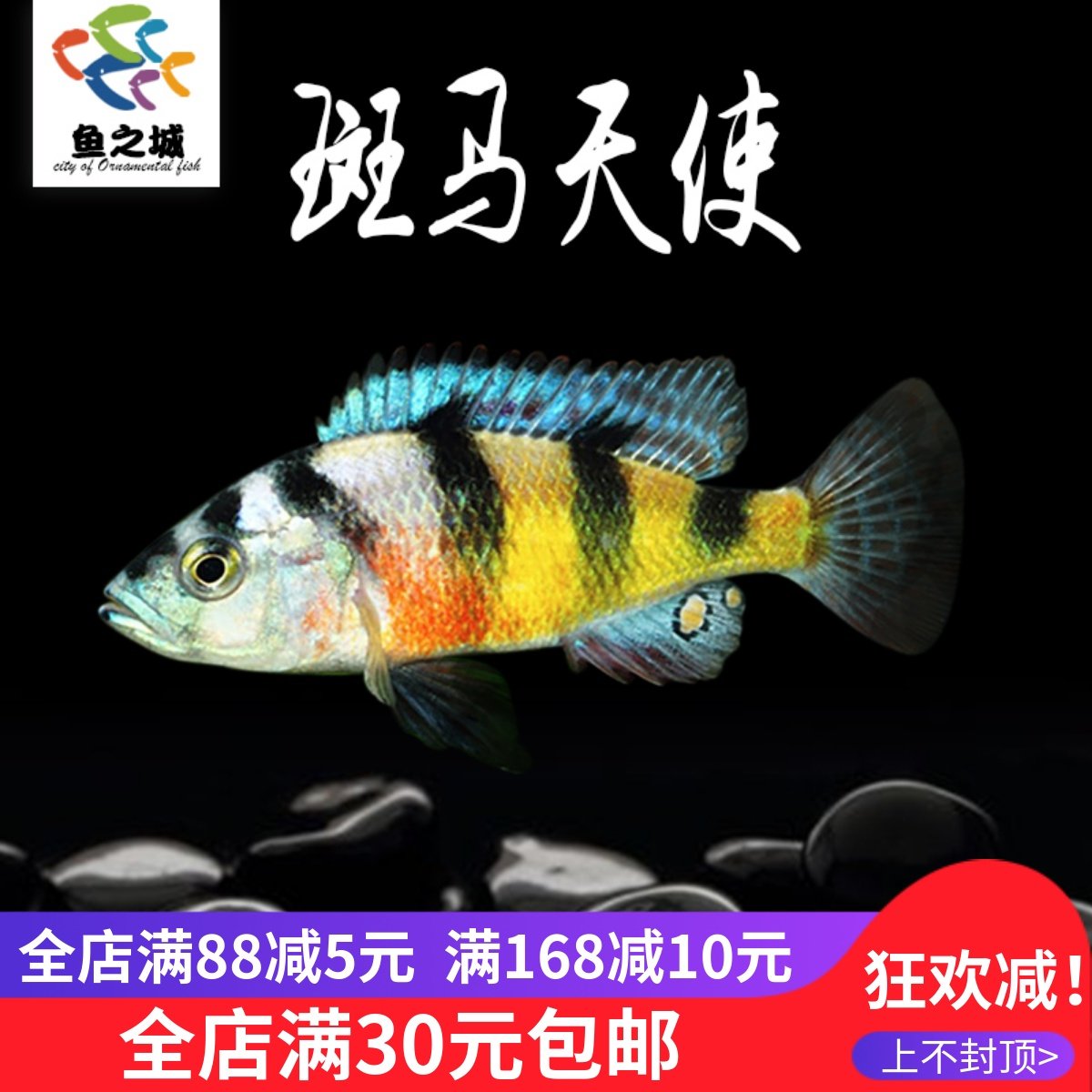 斑马天使三湖慈鲷鱼淡水鱼耐养