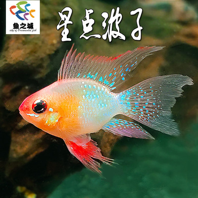 星点波子鱼短鲷鱼热带鱼淡水
