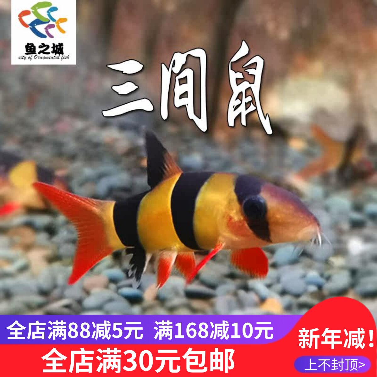 鱼之城三间鼠鱼小丑泥鳅三间鼠大三间鼠鱼苗虎沙鳅皇冠泥鳅热带鱼