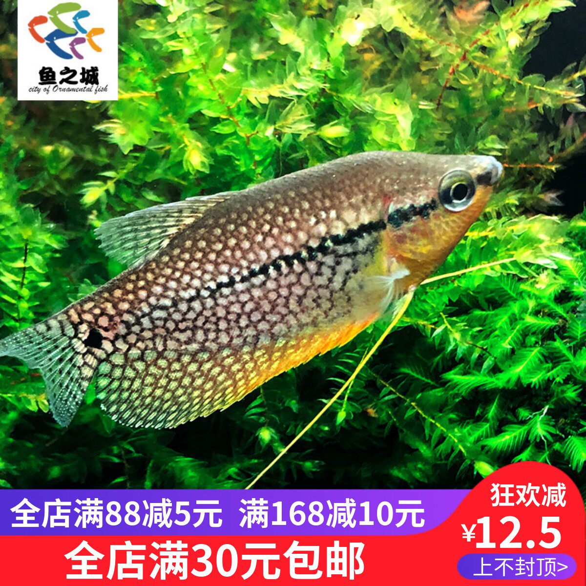 鱼之城珍珠马甲球形珍珠马甲丽丽鱼五彩丽丽马甲珍珠鱼活体热带鱼