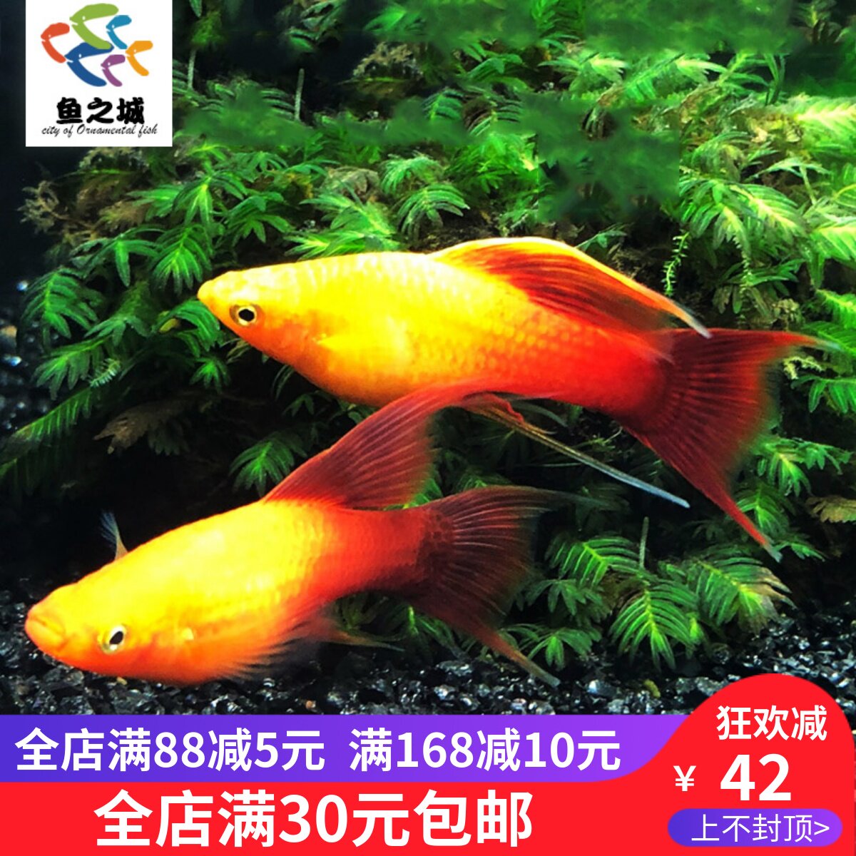 鱼之城高鳍金牡丹燕尾高帆金鸳鸯琴尾胎生鱼琴尾鱼米奇玛丽活体鱼