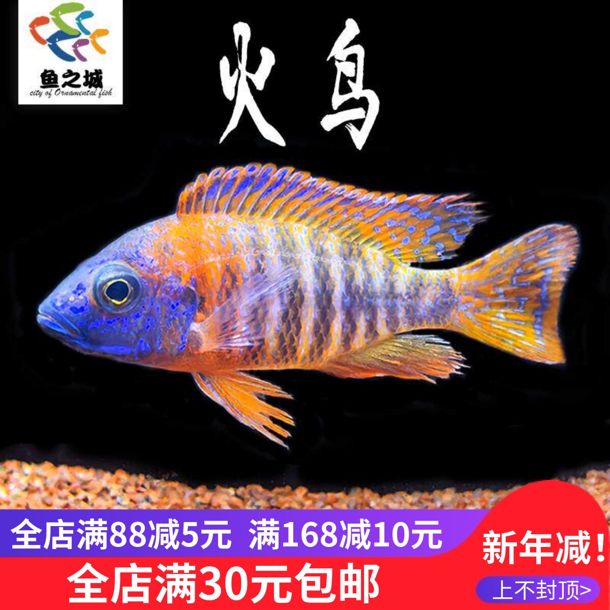 火鸟马鲷鱼三湖慈鲷淡水台系纯种岩栖中大型热带观赏鱼活体蓝斑马