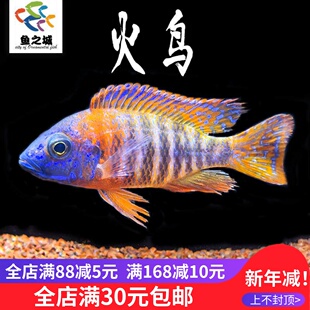 火鸟马鲷鱼三湖慈鲷淡水台系纯种岩栖中大型热带观赏鱼活体蓝斑马