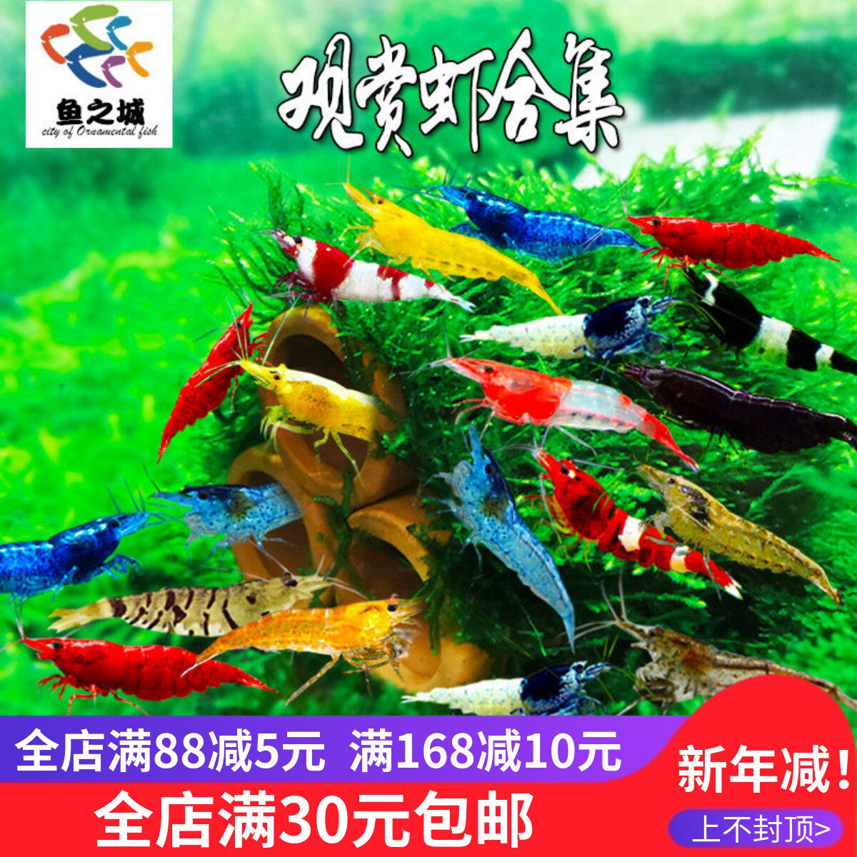 黑壳虾樱花极火黄米虾淡水大和藻虾红白水晶虾草缸工具虾除藻虾苗