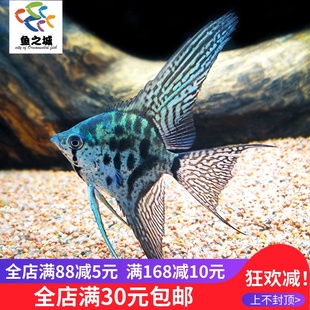 长翅麒麟豹点仙水族鱼缸观赏鱼热带鱼淡水秘鲁神仙鱼孔雀鱼斑马鱼