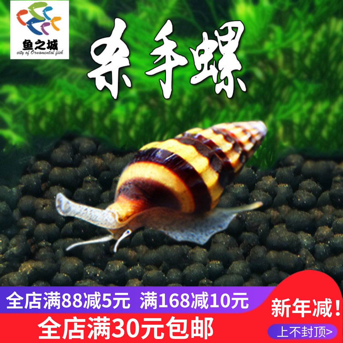 杀手螺蜜蜂宝塔螺 大黃蜂螺 除杂螺除蜗牛工具螺 草缸活体观赏螺