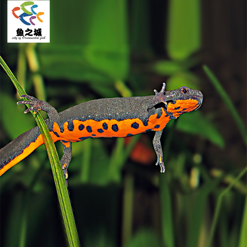 鱼之城小火龙火焰龙爬爬红龙可爱萌宠冷水观赏宠物鱼六角恐龙鱼