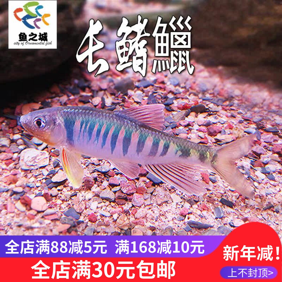 网红长鳍鱲马口鱲宽鳍鬣异躐不加温原生溪流观赏鱼冷水鱼溪哥耐活
