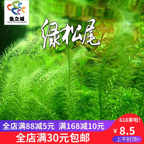 鱼之城绿松尾水族箱造景真水草