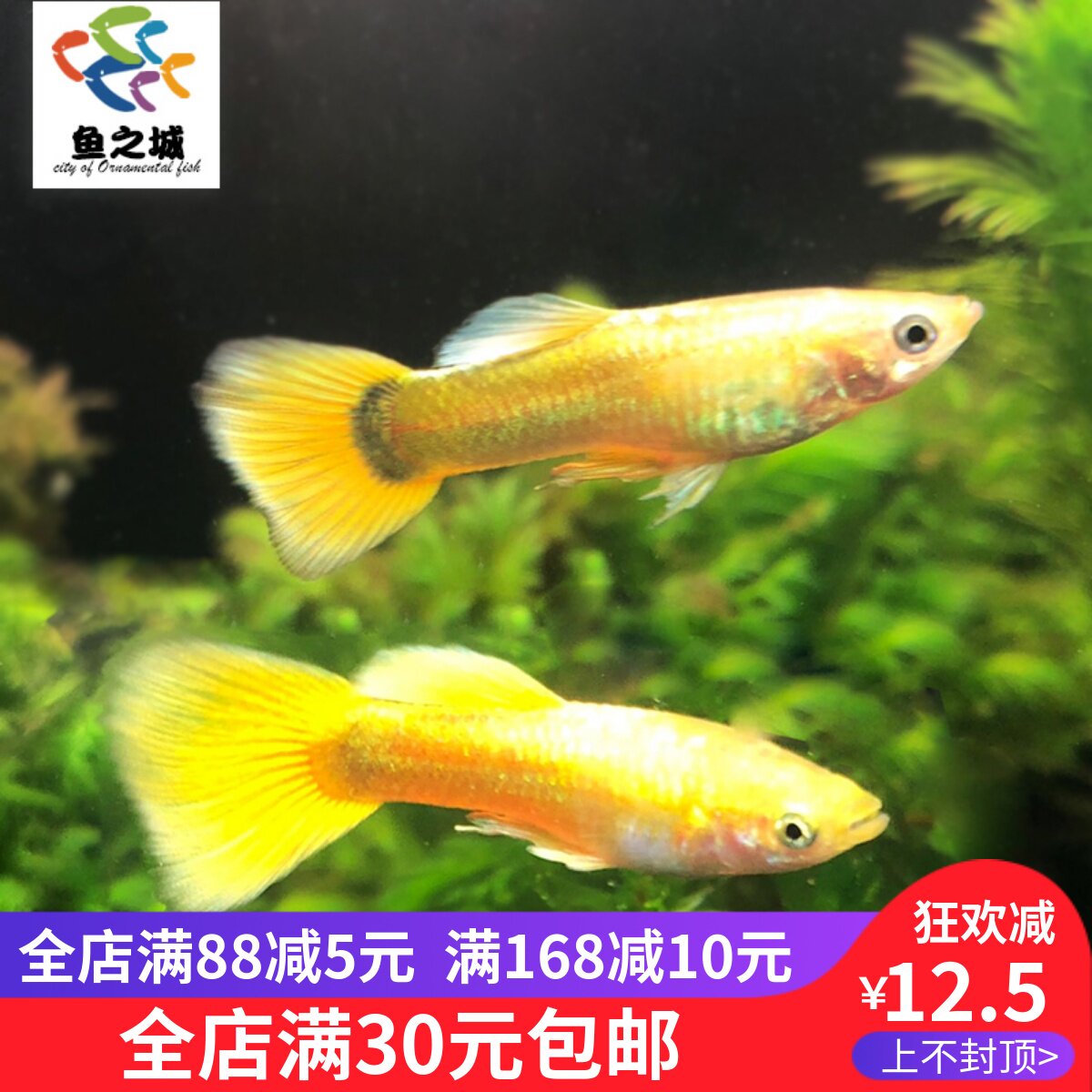 孔雀鱼孔雀鱼活体金丝孔雀黄金礼服孔雀鱼黄金孔雀鱼热带观赏鱼