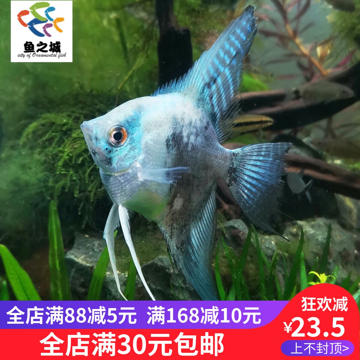 鱼之城烟熏神仙鱼蓝魔鬼神仙鱼蓝仙烟熏墨燕雪燕鱼神仙观赏鱼饲料