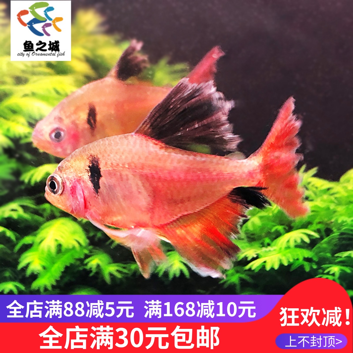 芙蓉扯旗鱼红勾旗鱼群游新手好养