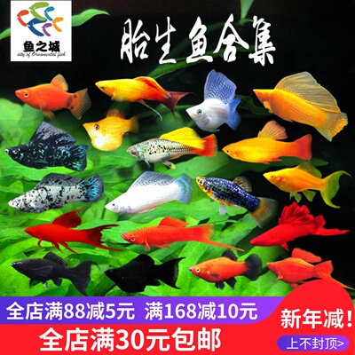 胎生鱼淡水热带鱼玛丽鱼新手好养