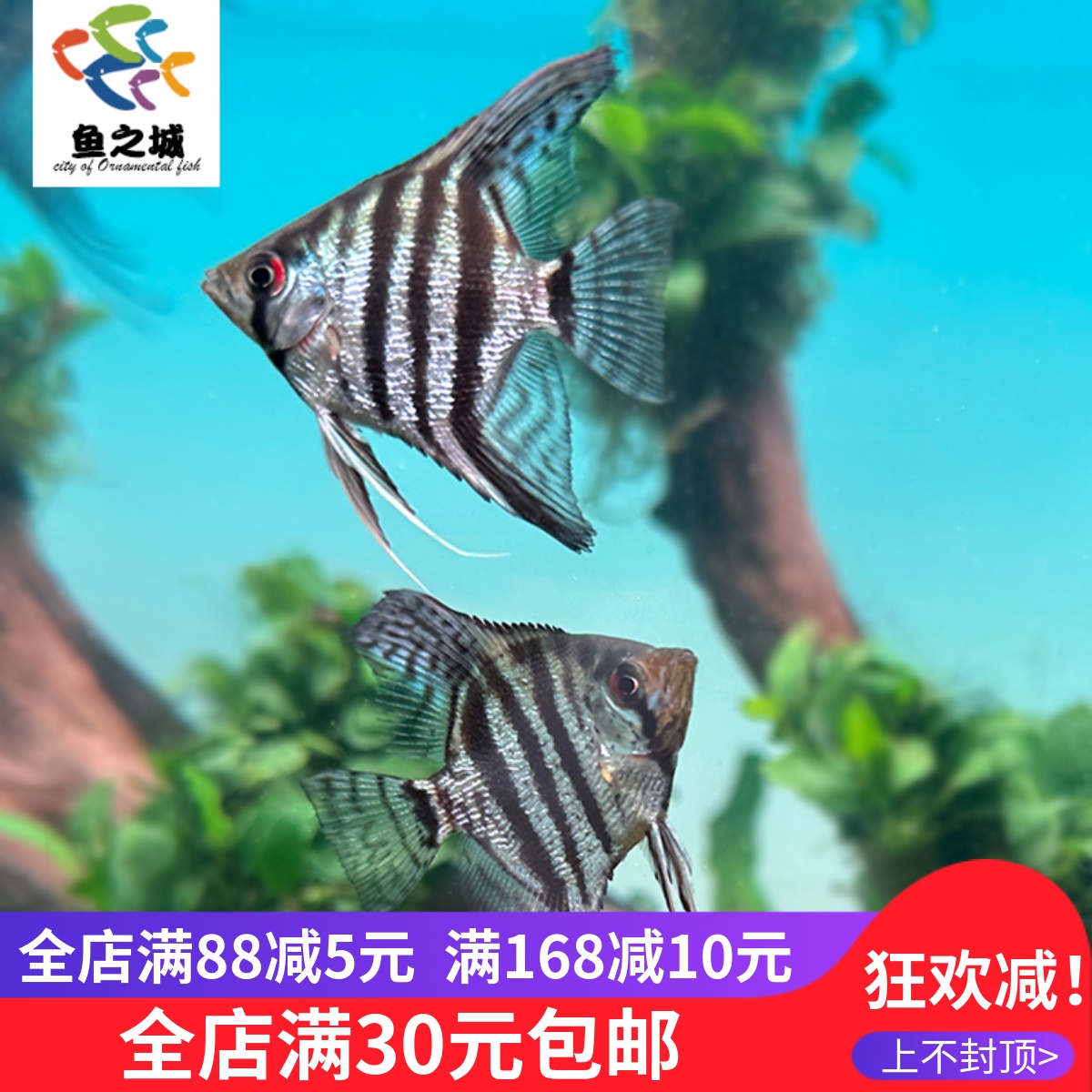 斑马仙燕鱼神仙鱼热带鱼淡水