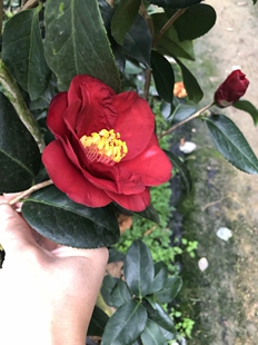 皇家天鹅绒茶花盆栽花卉庭院阳台绿植