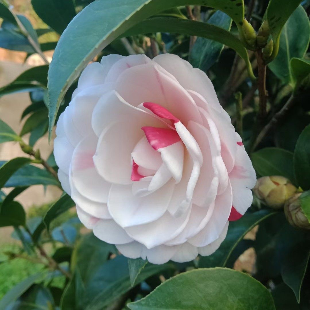 白底五色赤丹茶花一树多色青芽血茶花