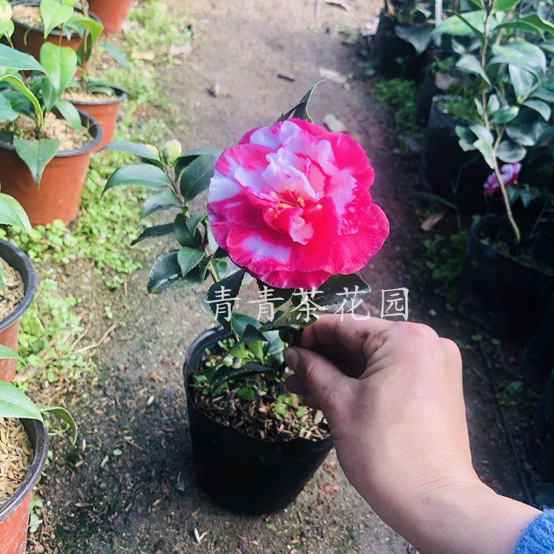 红白复色美国花茶梅花苗花卉盆栽绿植室内外阳台植物产地直销包邮